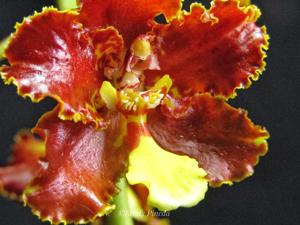 Otoglossum chiriquense