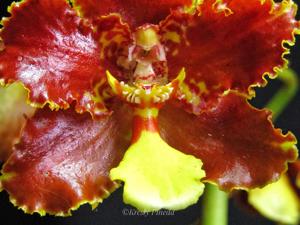 Otoglossum chiriquense