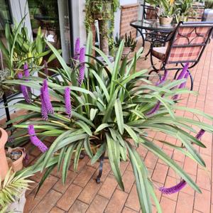 Arpophyllum giganteum