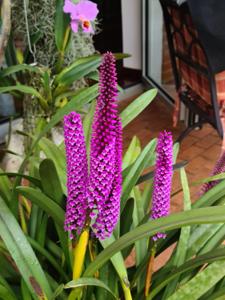 Arpophyllum giganteum