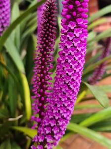 Arpophyllum giganteum