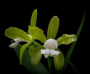 Cattleya tigrina