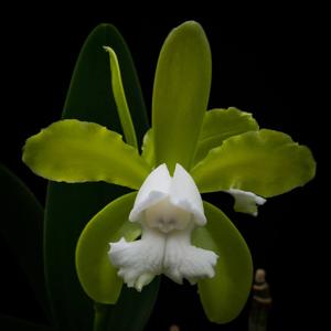 Cattleya tigrina f. alba