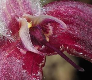 Bulbophyllum nasica