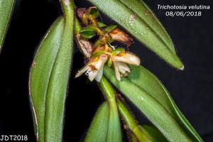 Trichotosia velutina