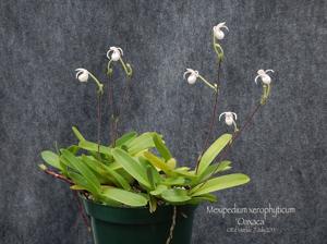 Mexipedium xerophyticum