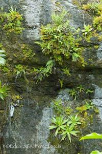 Mexipedium xerophyticum