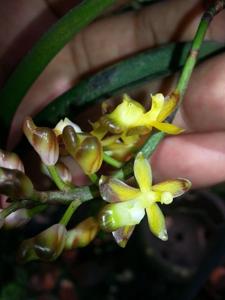 Micropera fuscolutea