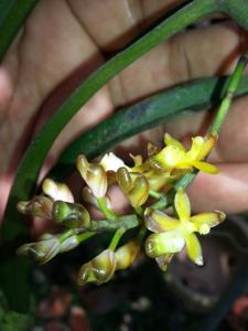 Micropera fuscolutea