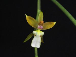 Cyrtochiloides panduriformis