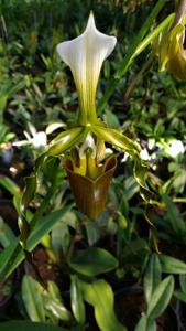 Paphiopedilum dianthum