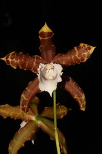 Miltonia candida