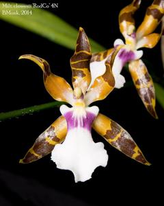 Miltonia clowesii