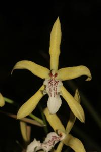 Miltonia flavescens