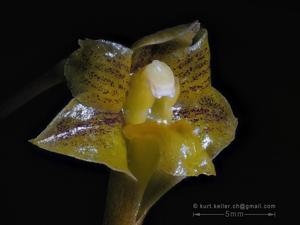 Dendrobium panduriferum