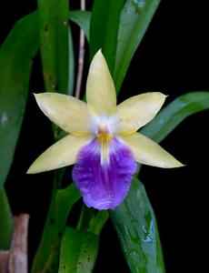 Miltonia regnellii