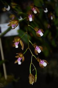 Miltonia russelliana