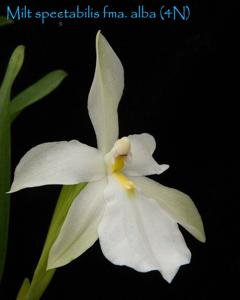 Miltonia spectabilis