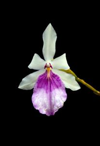 Miltonia spectabilis