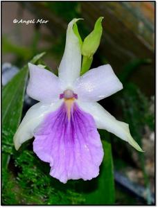 Miltonia spectabilis