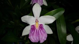 Miltonia spectabilis