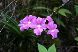 Miltoniopsis bismarckii