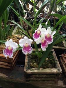 Miltoniopsis phalaenopsis