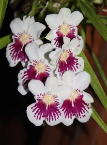 Miltoniopsis phalaenopsis