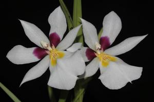 Miltoniopsis roezlii