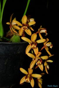 Coelogyne tomentosa