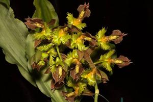 Catasetum fimbriatum