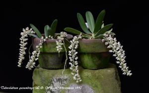 Tuberolabium quisumbingii