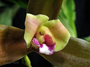 Lycaste schilleriana