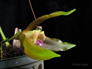 Lycaste schilleriana