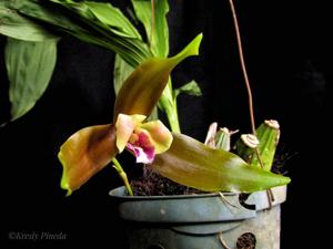 Lycaste schilleriana