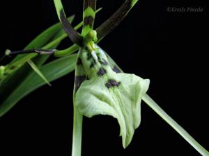 Brassia gireoudiana