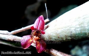 Myoxanthus reymondii