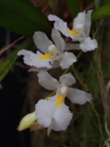 Rodriguezia bracteata