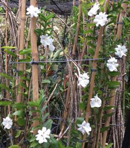 Dendrobium uniflorum