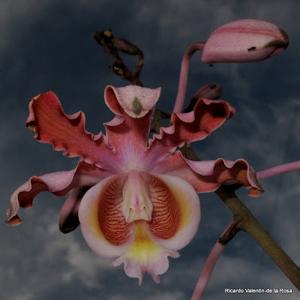 Myrmecophila grandiflora