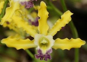 Myrmecophila thomsoniana