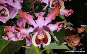 Myrmecophila grandiflora