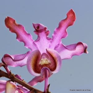 Myrmecophila grandiflora