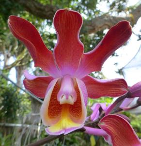 Myrmecophila grandiflora