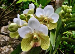 Vanda sanderiana