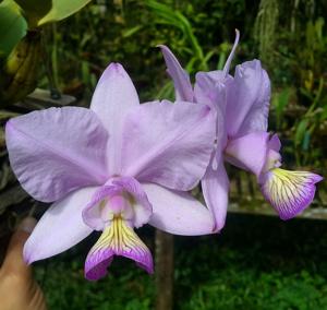 Cattleya nobilior