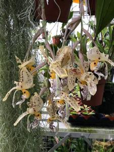Stanhopea frymirei