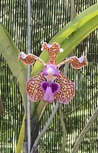 Vanda tricolor