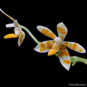 Phalaenopsis maculata