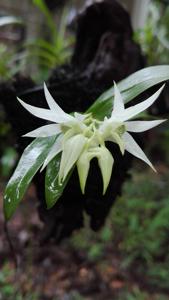 Dendrobium cuspidatum